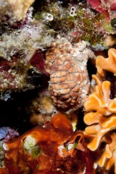 Crab on Corals Stock-Fotos