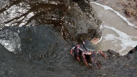 Crab in the Costa Adeje Stock Footage 208122165