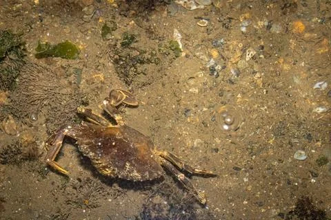 Crab crab found on the beach without a leg. Stock Photos