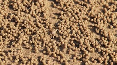 Crab crawling and running on the beach. Stock Footage 306943508