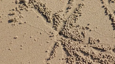 Crab crawling and running on a sandy beach. Stock Footage 306943244
