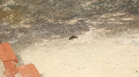 Crab crawling on a concrete slab Stock Footage 65376792