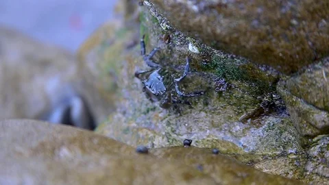 Crab Crawling Stock Footage 122194062
