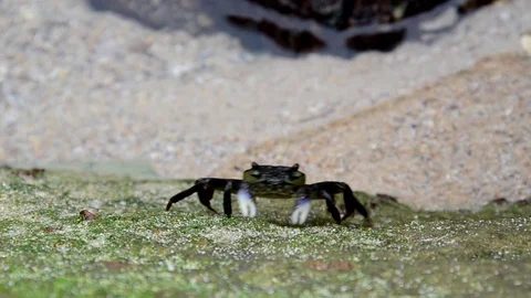 Crab crawling over rocks and feeding Video stock 75263533