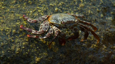 Crab crawling on rock Stock Footage 61085365