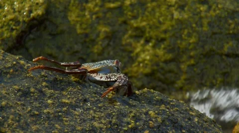 Crab crawling on rock Stock Footage 61085370