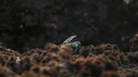 A crab crawling on a rock. Stock Footage 271077088