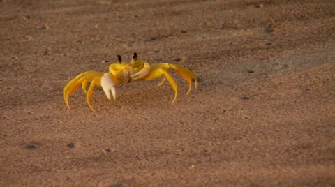 Crab crawling on sand Stock Footage 57814531