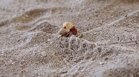 Crab crawling by the sand Видео 59942271