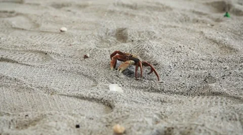 Crab crawling by the sand Stock Footage 59942272