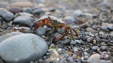 Crab crawls along the beach at sunset, beautiful sea 動画素材 77242566