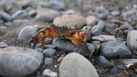 Crab crawls along the beach at sunset, beautiful sea HD Video stock 77243344
