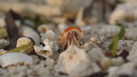 A crab crawls over rocks on the beach in the Maldives Stock Footage 183020745