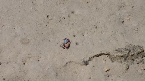 Crab Crawls to the Side on Wet Sand. Little Crabs Crawl Out of Holes in the Sand Stock Footage 117963402