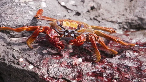 Crab Crayfish Bright Red Rocks Slowmotion Eating Video stock 57405154