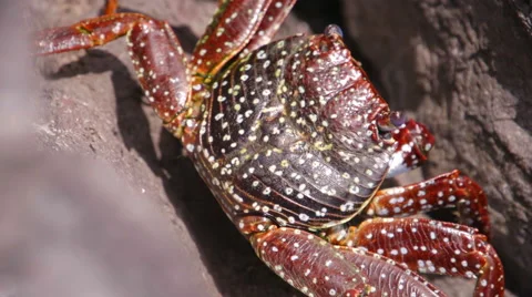 Crab Crayfish Bright Red Rocks Slowmotion Stock Footage 57405172