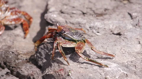 Crab Crayfish Bright Red Rocks Slowmotion Little Stock Footage 57405185