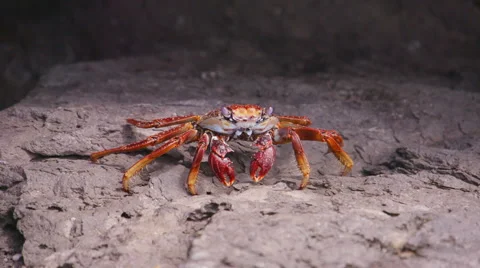 Crab Crayfish Bright Red Rocks Slowmotion Video stock 57405342