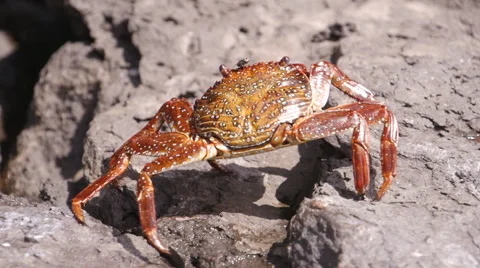 Crab Crayfish Bright Red Rocks Slowmotion Walking Stock Footage 57405712