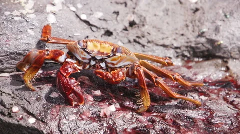 Crab Crayfish Bright Red Rocks Slowmotion Eating Stock Footage 57405891