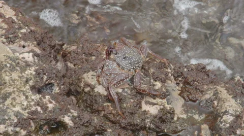 Crab Crayfish Rock Stock Footage 57399835