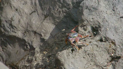 Crab Crayfish on a Rock Stock Footage 57400575