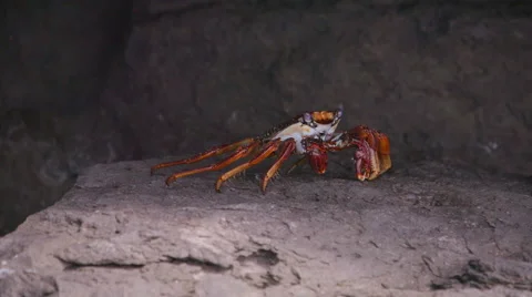 Crab Crayfish in the Rocks Slowmotion Stock Footage 57405369