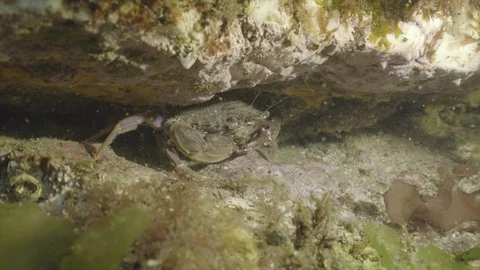 Crab in crevice Stock Footage 108711416