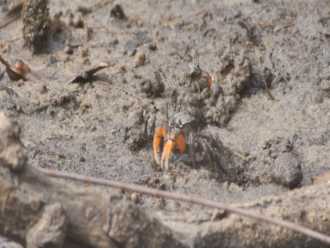 Crab crustacean mangrove saltmarsh tidal flat Stock Footage