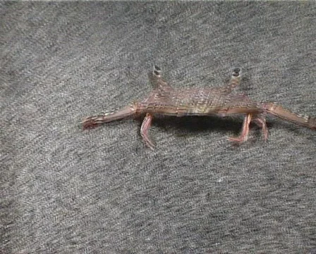 Crab (D070) 動画素材 149547