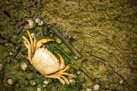 Crab dead on the mud. Stock Photos