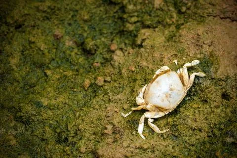 Crab dead on the mud. Stock Photos
