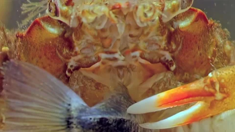 Crab Devouring Fish in Marine Drama Stock Footage 275353597