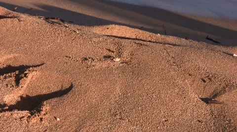 Crab Dig Stock Footage 6531042