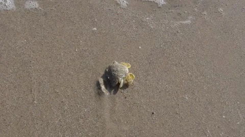 Crab digging and going under the sand Stock Footage 153326772