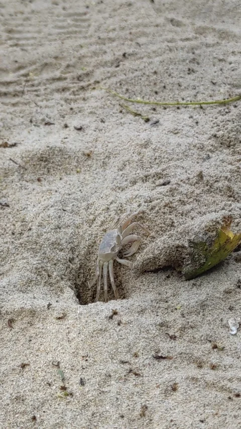 A crab is digging a hole in a sunny day ghost crab Stock Footage 246798309
