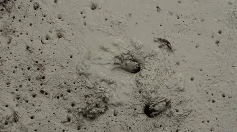 Crab Digging Mud Out From Hole, Wet Muddy Swamp Stock Footage 52128246