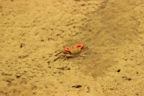 A crab is digging in the muddy mess Foto stock