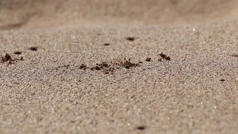 Crab digging in sand Video stock 166805507