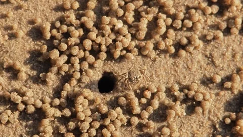 Crab digging sand to make a hole on the beach. Stock Footage 306944581