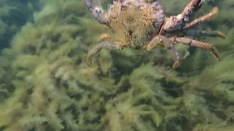 Crab dive to seaweeds thickets Stock Footage 122109678