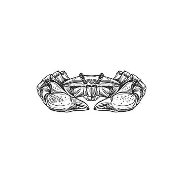 Crab drawing vector isolated crustacean animal Stock Illustration