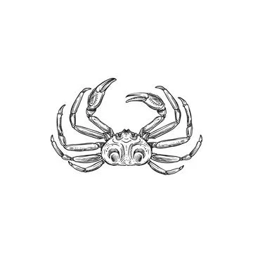 Crab drawing vector isolated crustacean animal Stock Illustration