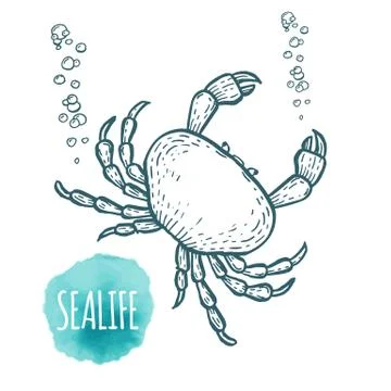 Crab drawing on white background. Hand drawn outline seafood illustration Stock Illustration