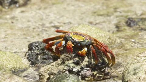 Crab Eating Algae in Slow Motion Stock Footage 58353418
