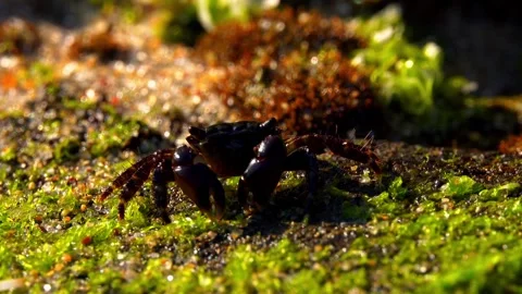 Crab eating algae on stone Video stock 255621586