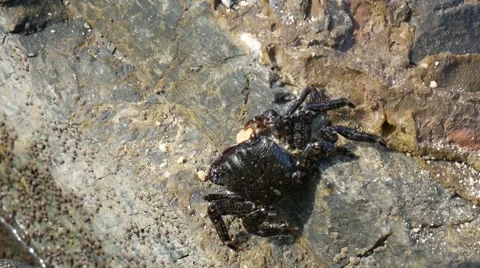 Crab eating a cookie. Vídeos de archivo 64011721