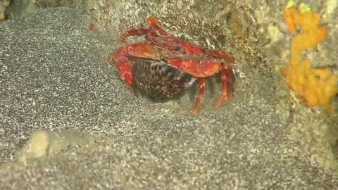 Crabs crawl in Cuba 