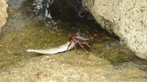 Crab eating dead fish Stock Footage 39665573