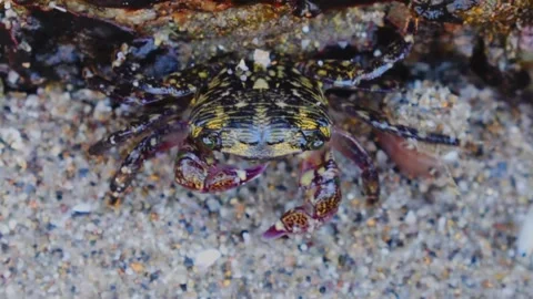 Crab Eating Dinner Stock Footage 196185535